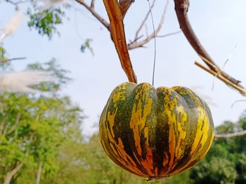 Close-up of pumpkin hanging on plant against sky