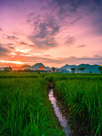 Scenic view of agricultural field against sky during sunset