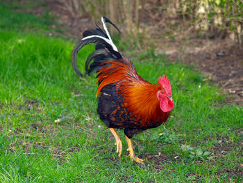 Close-up of rooster on field