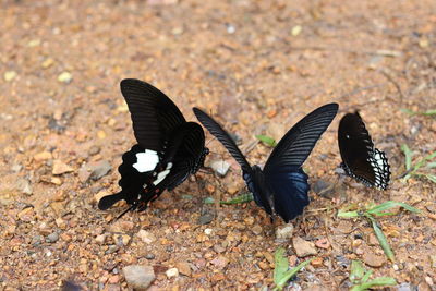 Close-up of black bird flying over land