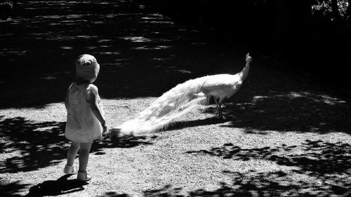 Rear view of baby girl walking by white peacock in zoo