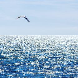 Seagull flying over sea against sky