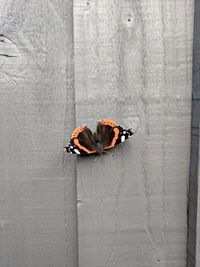 High angle view of butterfly on wall