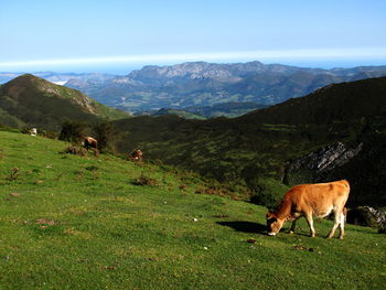 Sheep grazing in a field
