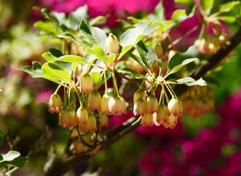 Close-up of pink flowering plant