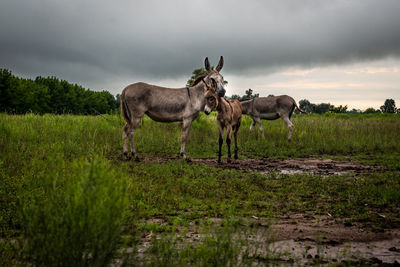 Horses in a field