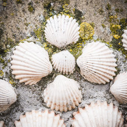 High angle view of seashell on rock