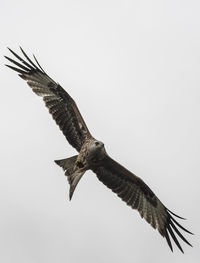 Bird flying against clear sky