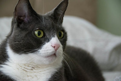 Close-up portrait of cat