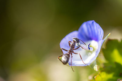 A little ant climbs up a little blue blossom