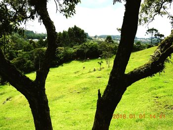 Trees on field against sky