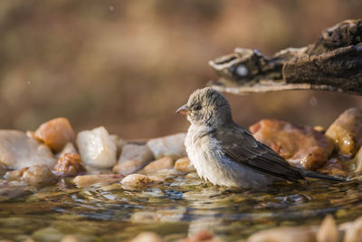 Close-up side view of a bird in water