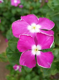 Close-up of pink flower