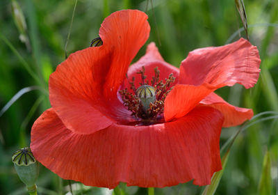 Close-up of red flower