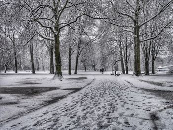 Trees on snow covered landscape