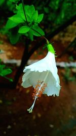 Close-up of white flowers