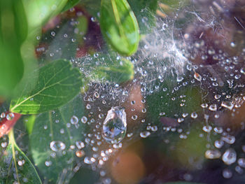 Close-up of raindrops on leaves