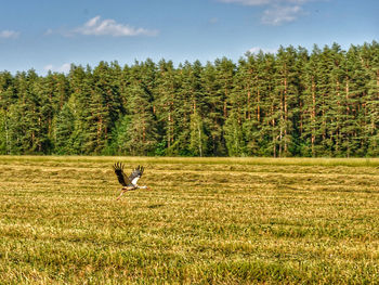 Stork flying over grassy field by forest against sky