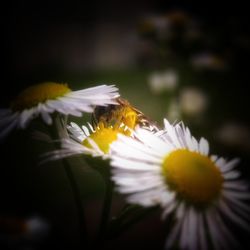 Close-up of insect on yellow flower