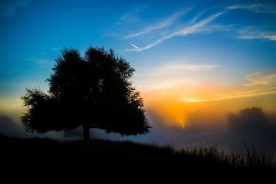 Silhouette of trees on landscape