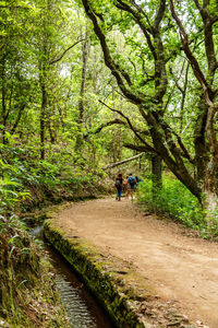 Man walking amidst trees in forest