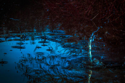 Close-up of jellyfish in water