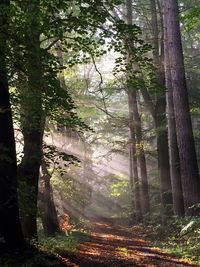 Trees in forest