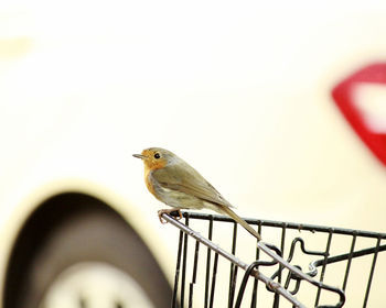 Close-up of bird perching on metal railing