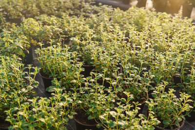 High angle view of flowering plants