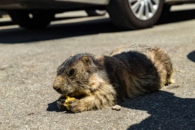 Cat lying on the road