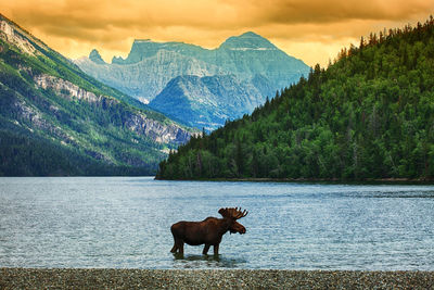 Horse standing in lake against mountains