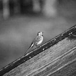 Bird perching on a branch