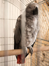 Close-up of african grey parrot in cage