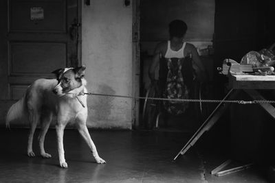 Dog behind man on wheelchair at home