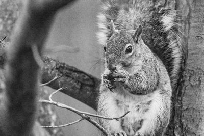 Close-up portrait of squirrel on tree