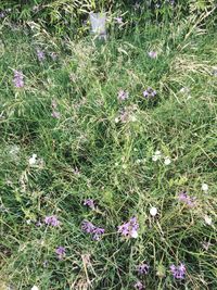 High angle view of plants growing on field