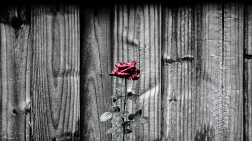 Close-up of flowers against wooden wall