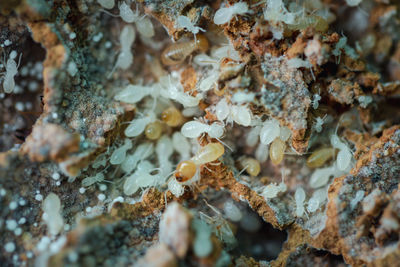 Full frame shot of lichen growing on tree trunk