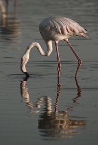 Bird in lake