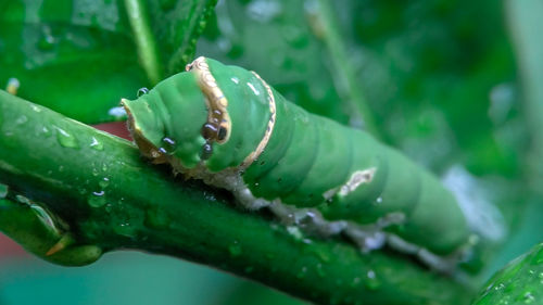 Close-up of water drops on leaf