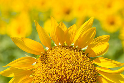 Close-up of yellow flower