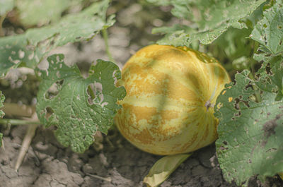 Close-up of fruits growing on plant