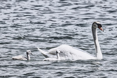 Swan swimming in lake