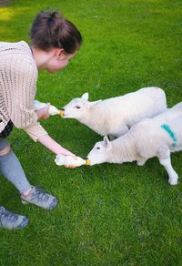 High angle view of woman feeding lambs with milk bottles on grassy field