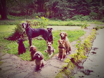 View of dogs on street amidst trees