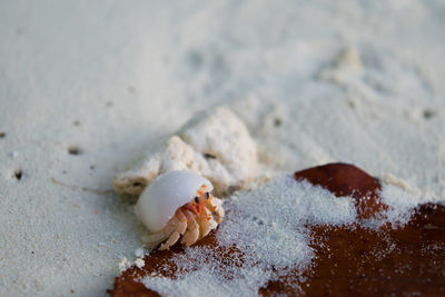 Close-up of shells on beach