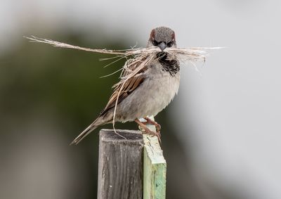 Close-up of sparrow perching on wood