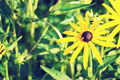 Close-up of yellow flower blooming outdoors