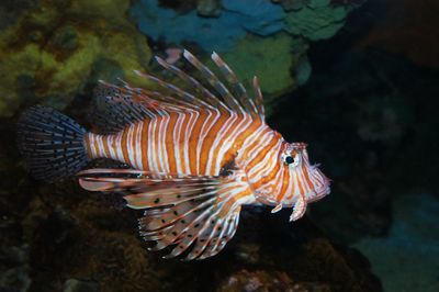 Close-up of fish swimming in sea