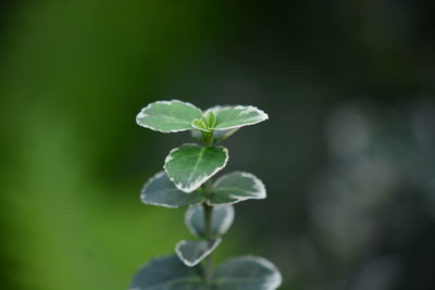 Close-up of white flowering plant